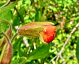 Erythranthe cardinalis