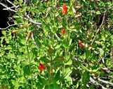 Erythranthe cardinalis