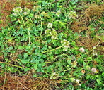 Photo of Phacelia argentea