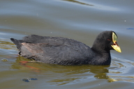 Red-gertered Coot