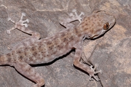 Oudri's Fan-footed Gecko