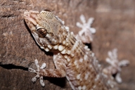 Böhme's Gecko