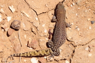 Moroccan Lizard-fingered Gecko