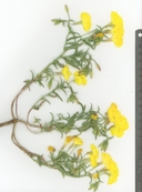 Camissonia kernensis ssp. kernensis