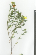 Camissonia campestris ssp. campestris
