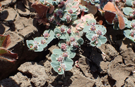 Euphorbia hooveri