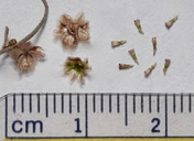 Artemisia californica