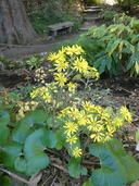 Farfugium japonicum