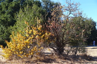 Prunus armeniaca