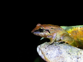 Pristimantis achatinus