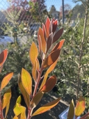 Melaleuca citrina