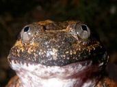 Cambodian Fanged Frog