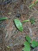 Erythronium citrinum var. roderickii