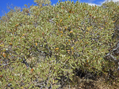 Desert Scrub Oak