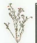 Camissonia campestris ssp. obispoensis