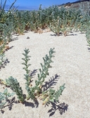 Lathyrus littoralis