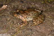 Yunnan Spiny Frog
