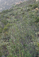 Styrax redivivus