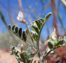 Astragalus geyeri var. triquetrus