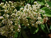 Cotoneaster coriaceus