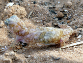 Stenodactylus sthenodactylus