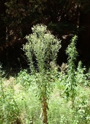 Tropical Horseweed