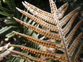 Pleopeltis lepidotricha