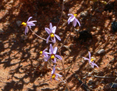 Cyanella hyacinthoides