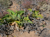 Mesembryanthemum barklyi