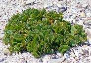 Roepera cordifolia