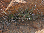 Wahlenbergia oxyphylla