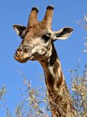 Giraffa giraffa