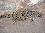Cape Thick-toed Gecko