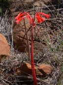Cyrtanthus angustifolius