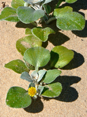 Arctotheca populifolia