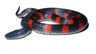 Costa Rican Earth Snake