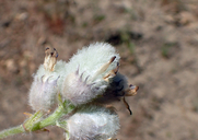 Woollypod Milkweed