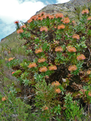 Leucospermum cordifolium