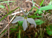 Lobelia pubescens