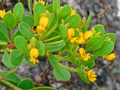 Rafnia capensis ssp. pedicellata