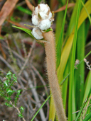 Cape Edelweiss