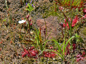 Drosera pauciflora