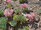 Alstroemeria spathulata