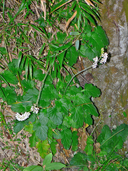Francoa appendiculata