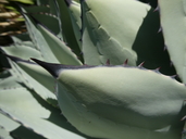 Agave parryi ssp. huachucensis