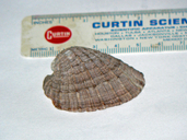 Barnacle Rock Shell