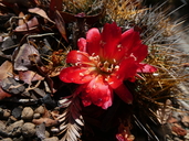 Echinopsis lateritia