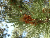 Pinus arizonica var. cooperi