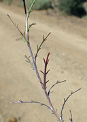 Eriastrum densifolium ssp. elongatum