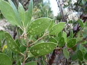 Arctostaphylos manzanita ssp. laevigata